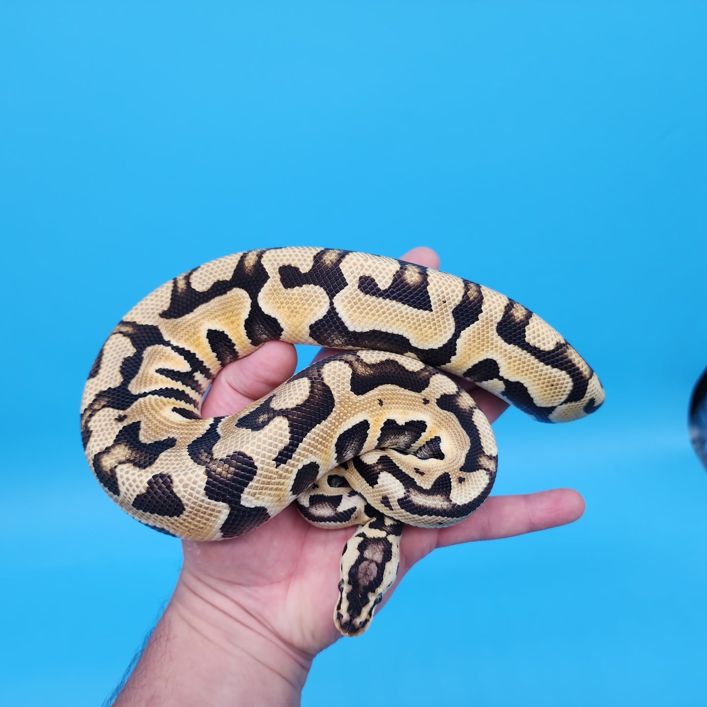 Male Pastel Puzzle (570g)