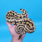 Male YB Pastel Puzzle (585g)