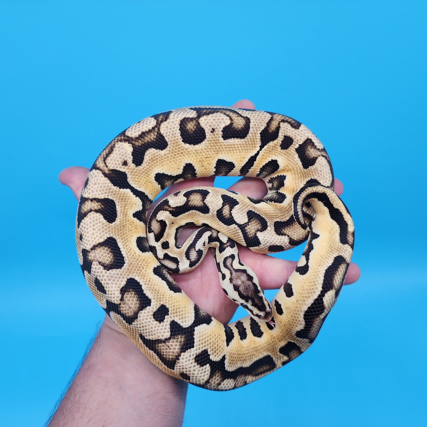 Female Pastel Puzzle (585g)