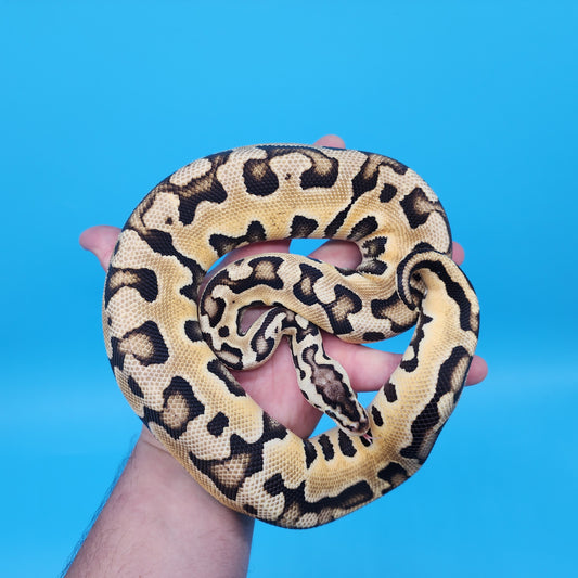 Female Pastel Puzzle (585g)