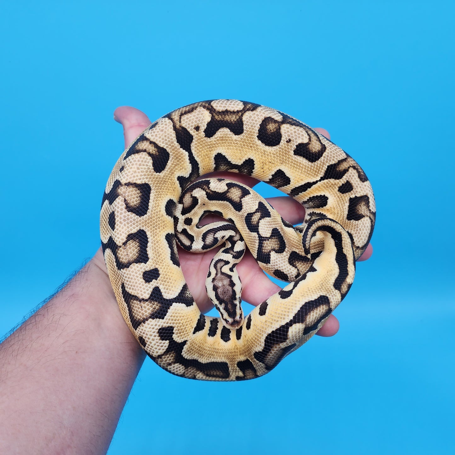 Female Pastel Puzzle (585g)