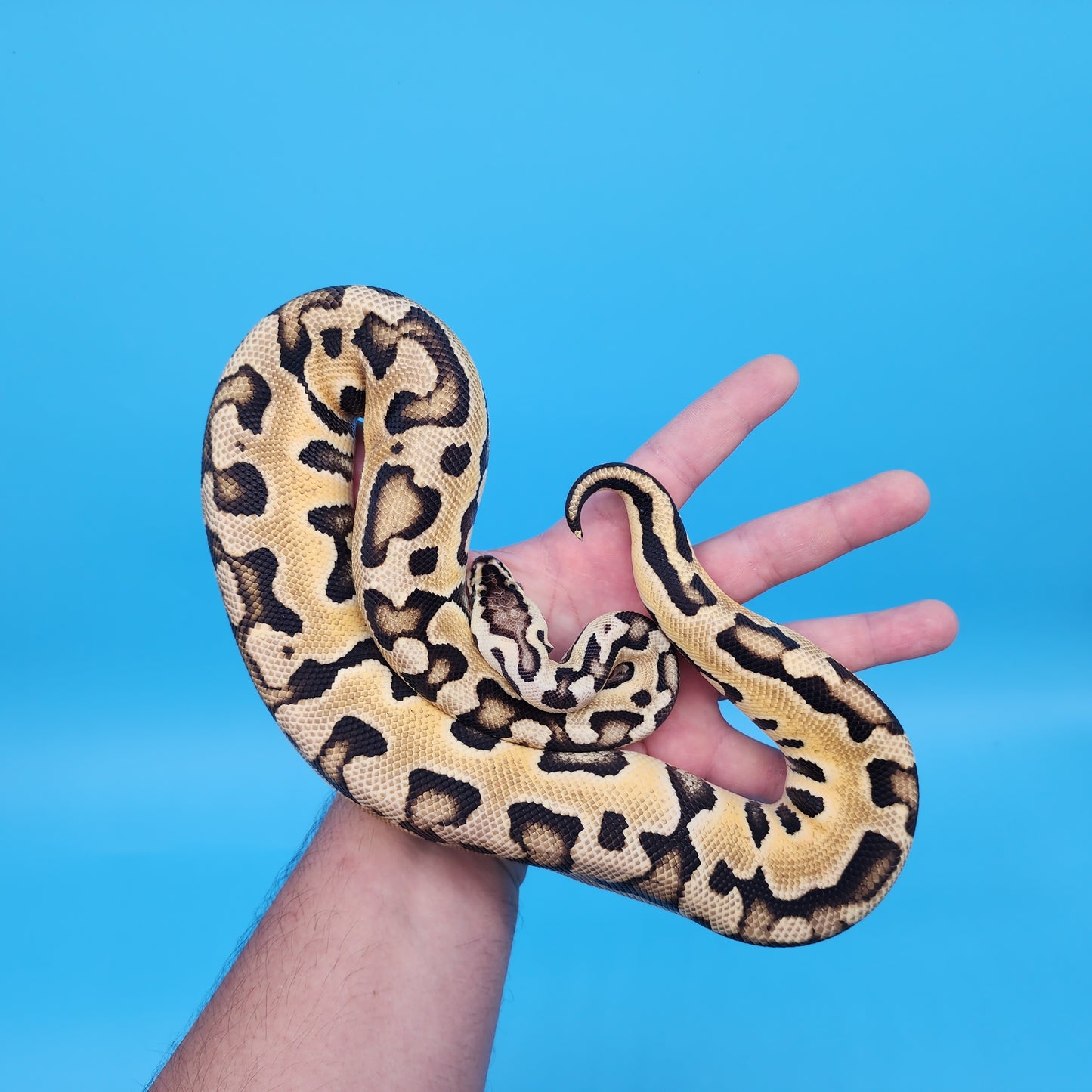 Female Pastel Puzzle (585g)
