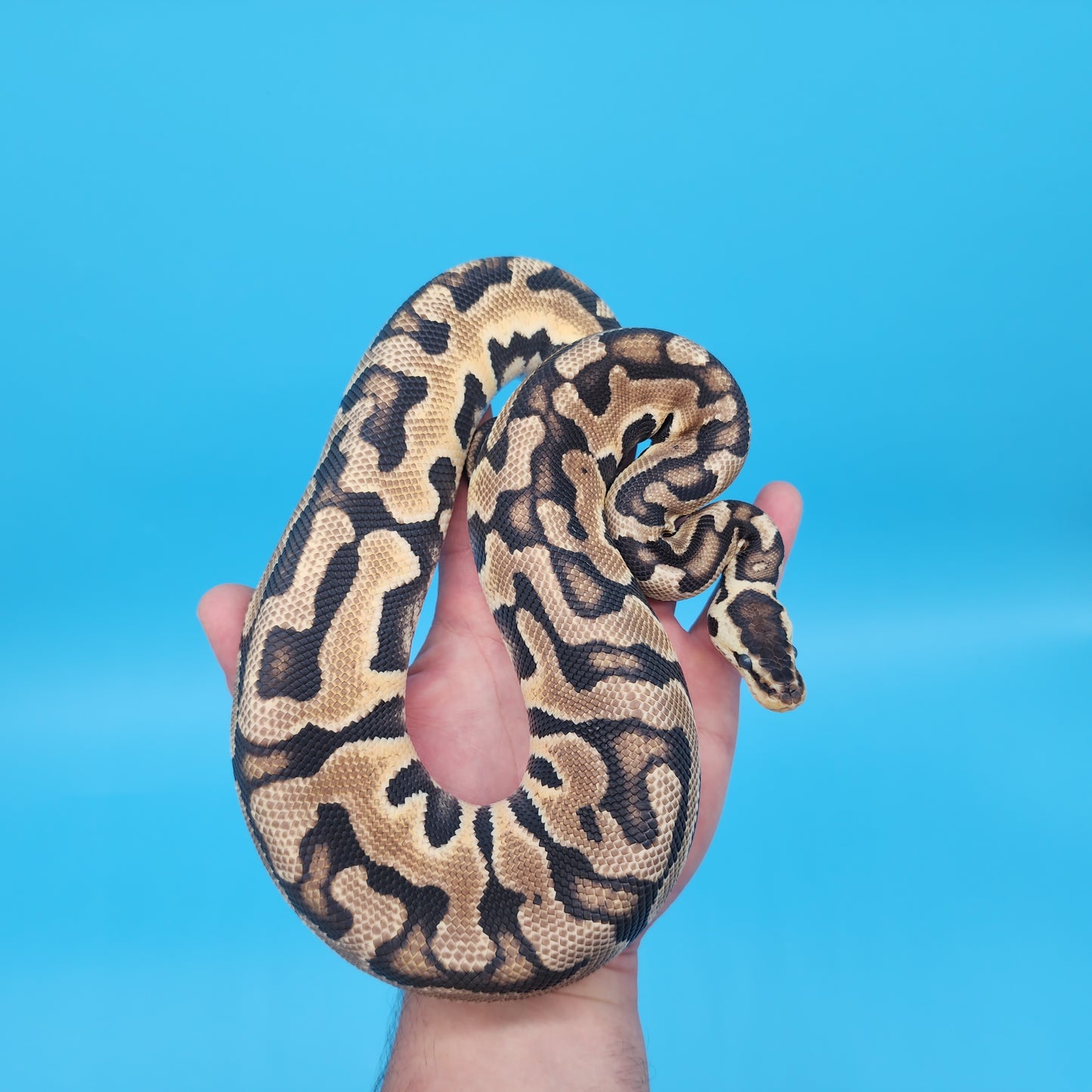 Male Pastel Puzzle (565g in shed)