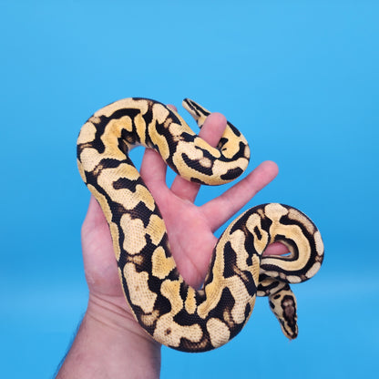 Male YB Pastel Puzzle (500g)