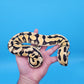 Male YB Pastel Puzzle (500g)
