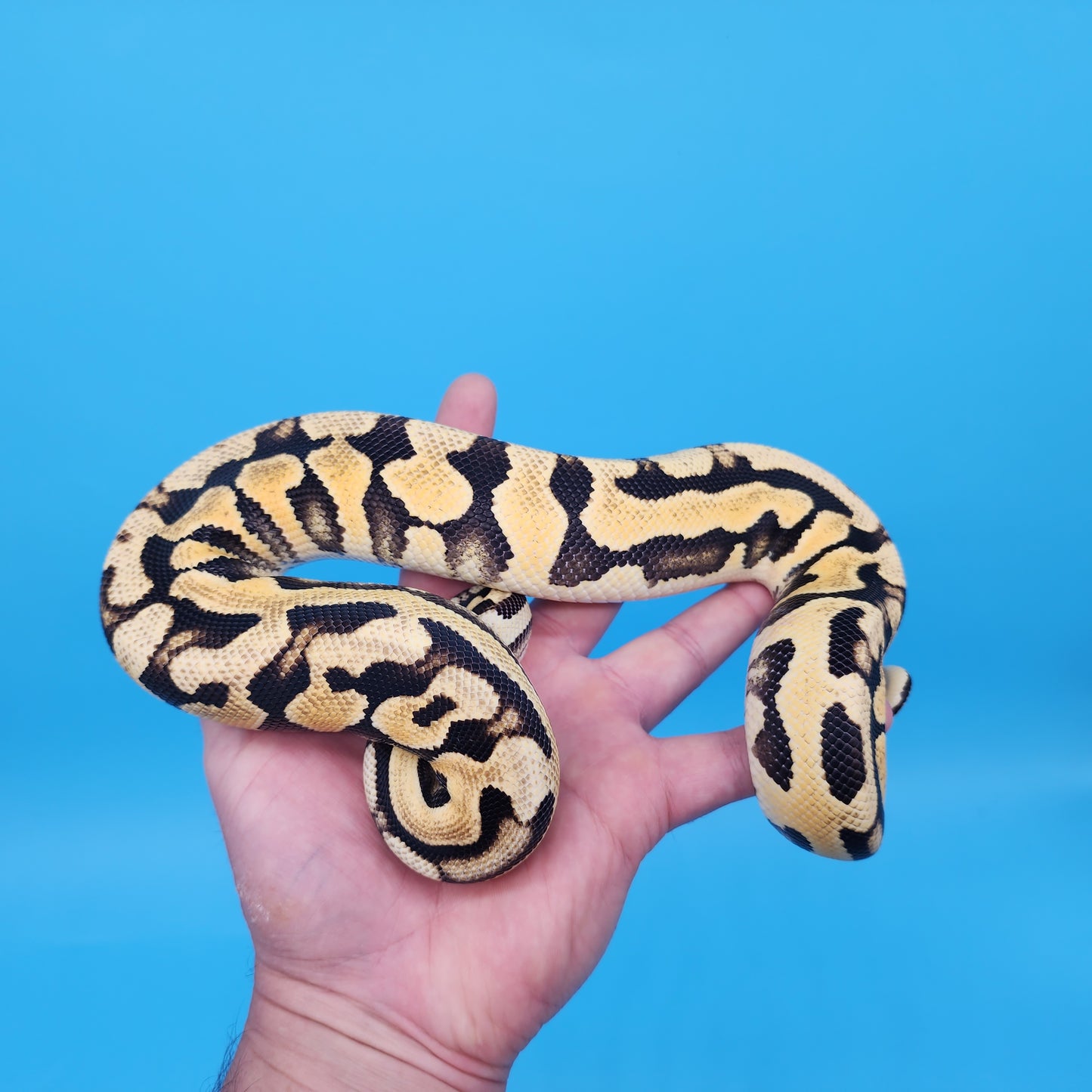 Male YB Pastel Puzzle (500g)