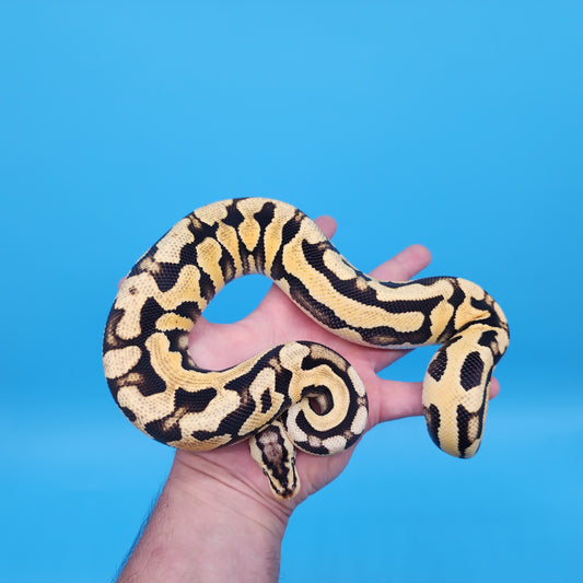 Male YB Pastel Puzzle (500g)