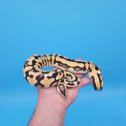 Male YB Pastel Puzzle (500g)