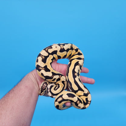 Male YB Pastel Puzzle (500g)