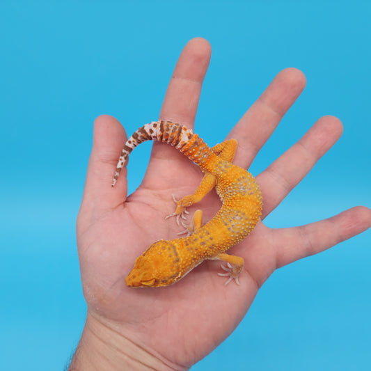 Male Mandarin Inferno Tangerine Tremper Albino Emerine Leopard Gecko