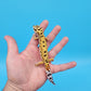 Female Inferno Tangerine Bold Bandit Leopard Gecko (50% regen tail)