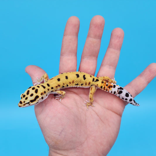Female Inferno Tangerine Bold Bandit Leopard Gecko (50% regen tail)