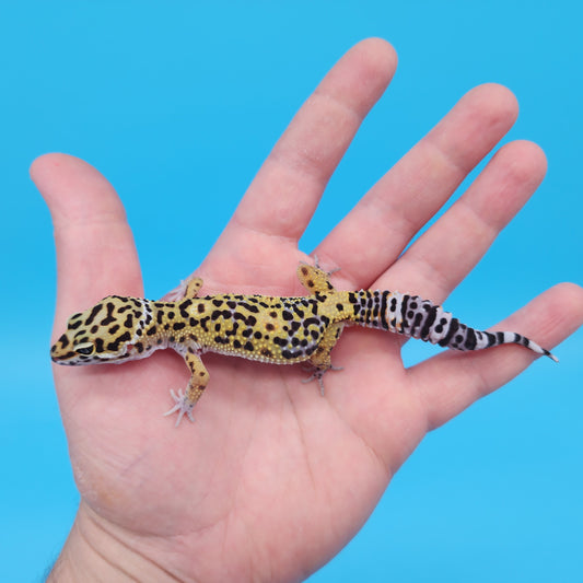 Male 50% Black Night 50% Clown Leopard Gecko