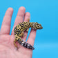 Male 50% Black Night 50% Clown Leopard Gecko