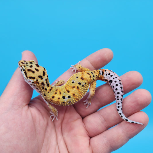 Male Inferno Tangerine Bold Emerine Cross Pos White & Yellow Leopard Gecko