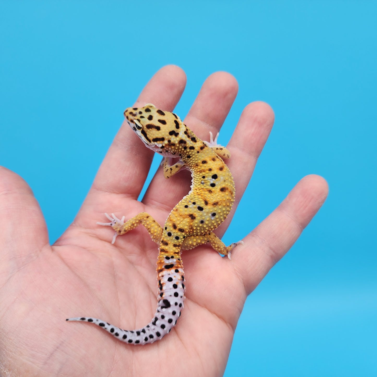 Male Inferno Tangerine Bold Emerine Cross Pos White & Yellow Leopard Gecko