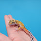 Male Inferno Tangerine Bold Emerine Cross Pos White & Yellow Leopard Gecko