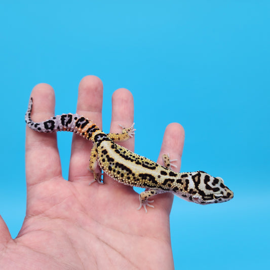 Female Mandarin Inferno Tangerine Boldstripe White & Yellow Leopard Gecko