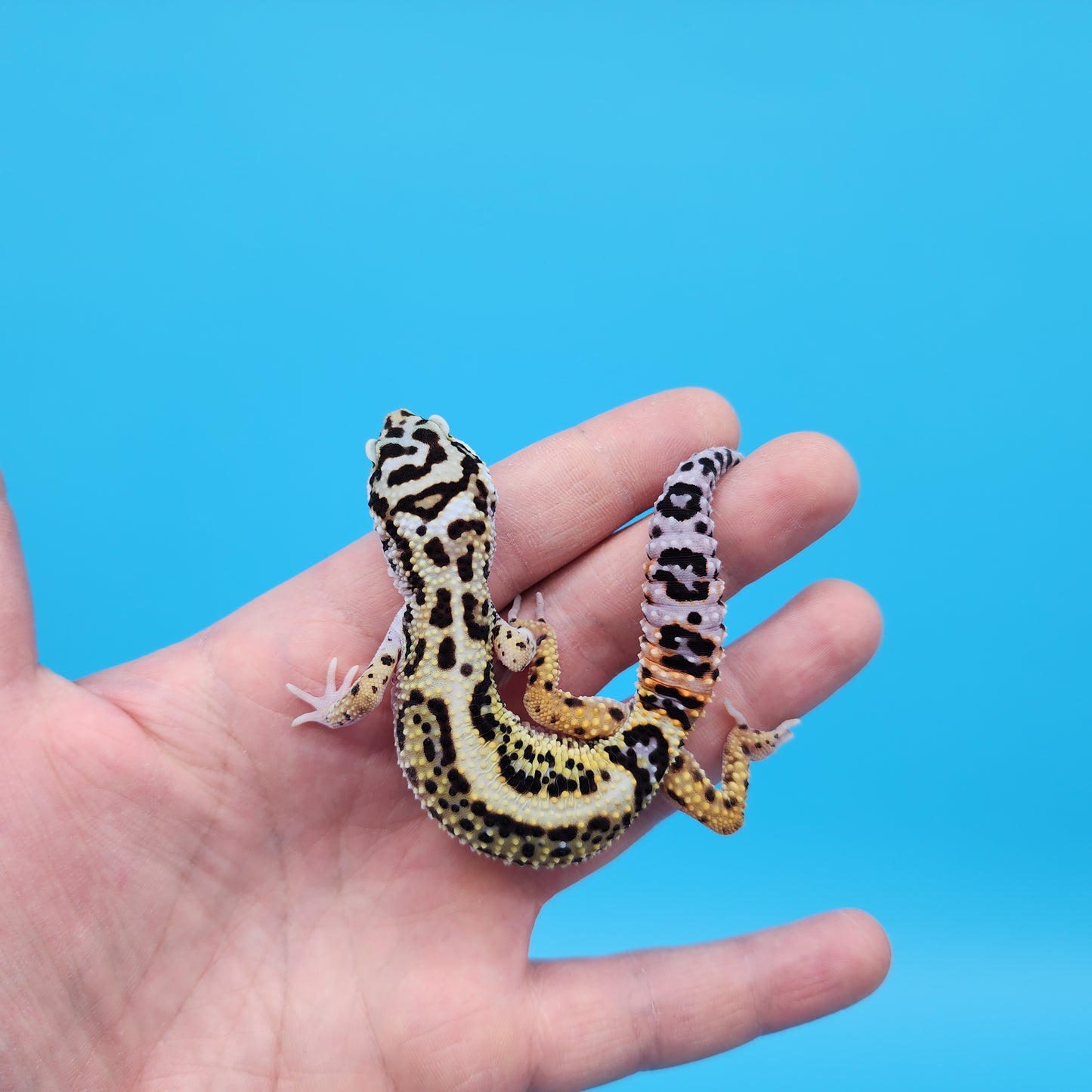 Female Mandarin Inferno Tangerine Boldstripe White & Yellow Leopard Gecko
