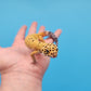 Male Mandarin Inferno Tangerine Cross Emerine Leopard Gecko
