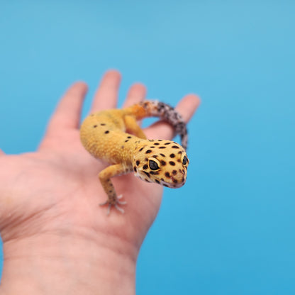 Male Mandarin Inferno Tangerine Cross Emerine Leopard Gecko