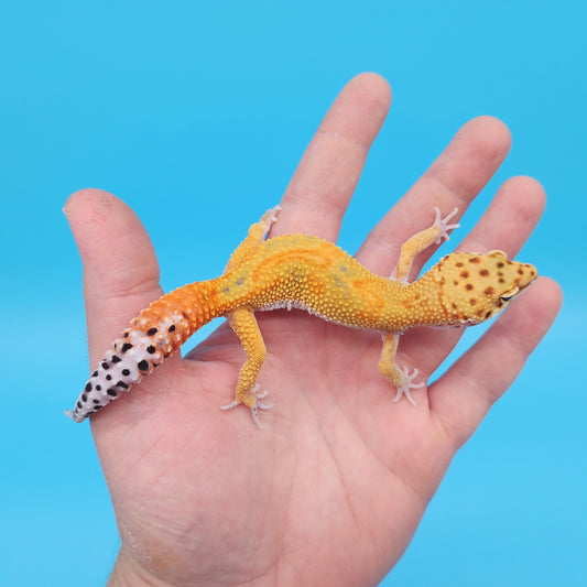 Male Mandarin Tangerine Clown Cross Leopard Gecko