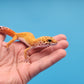 Male Mandarin Tangerine Clown Cross Leopard Gecko