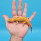 Male Mandarin Tangerine Clown Cross Leopard Gecko