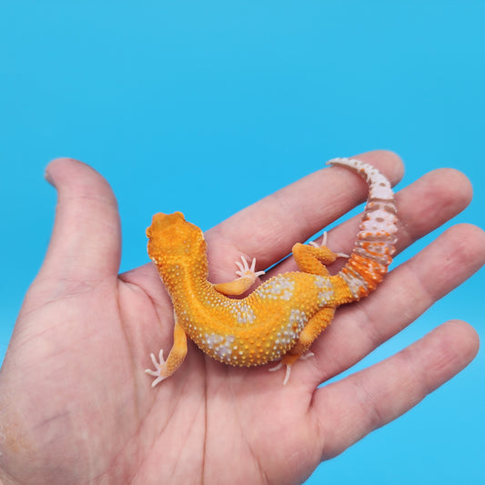 Female Mandarin Inferno Tangerine Red Stripe Tremper Albino Leopard Gecko