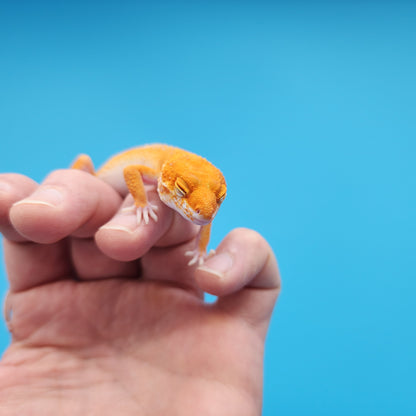 Female Mandarin Inferno Tangerine Red Stripe Tremper Albino Leopard Gecko