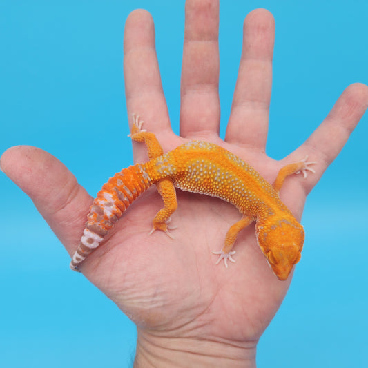 Female Mandarin Inferno Tangerine Red Stripe Tremper Albino Leopard Gecko