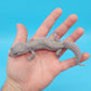 Male Afghanicus Midnight Blizzard Pos Mack Snow Leopard Gecko