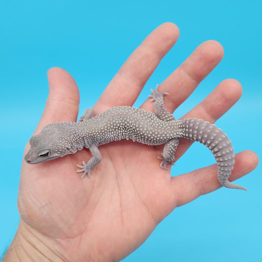 Male Afghanicus Midnight Blizzard Pos Mack Snow Leopard Gecko