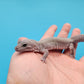 Male Afghanicus Midnight Blizzard Pos Mack Snow Leopard Gecko