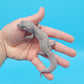 Male Afghanicus Midnight Blizzard Pos Mack Snow Leopard Gecko