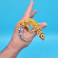 Male Mandarin Inferno Tangerine Bold Cross Red Stripe Jungle Pos White & Yellow Leopard Gecko