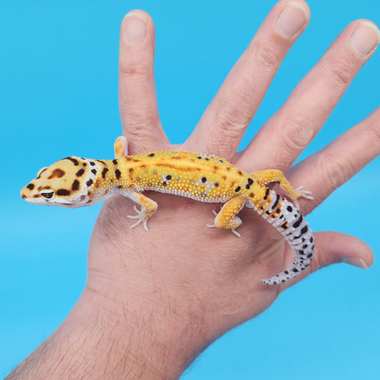 Male Mandarin Inferno Tangerine Bold Cross Red Stripe Jungle Pos White & Yellow Leopard Gecko