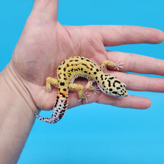 Female Mandarin Inferno Tangerine Bold Cross Red Stripe Pos White & Yellow Leopard Gecko