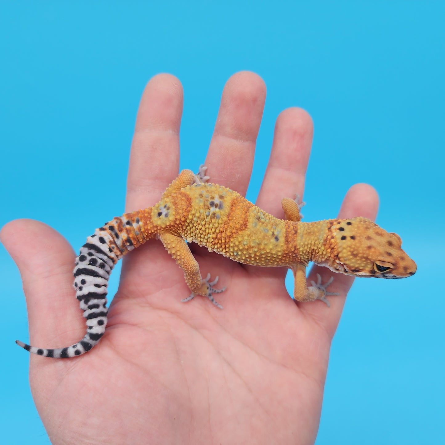Male Mandarin Tangerine Clown Cross Leopard Gecko