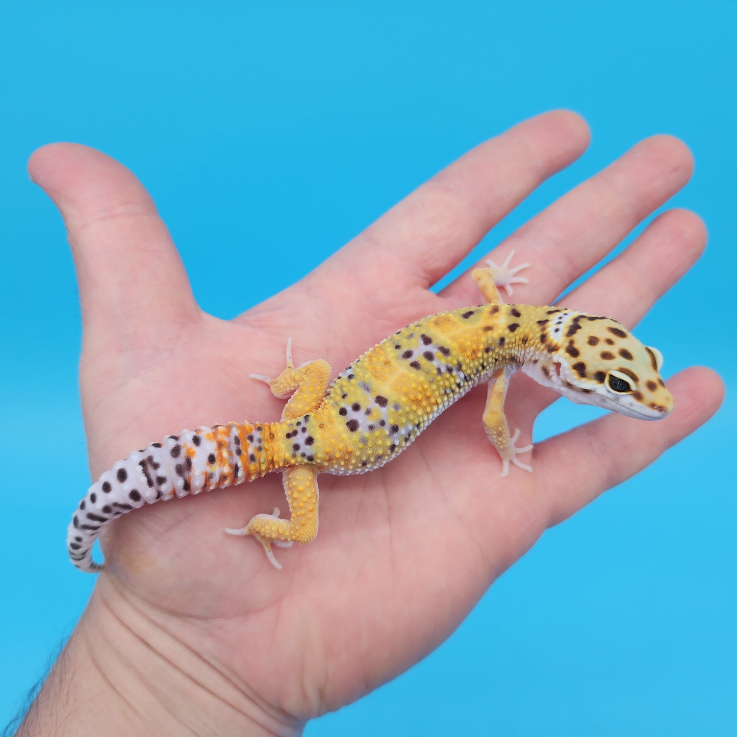 Male Mandarin Inferno Tangerine Bold Cross Emereine Leopard Gecko
