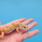 Male Mandarin Inferno Tangerine Bold Cross Emereine Leopard Gecko
