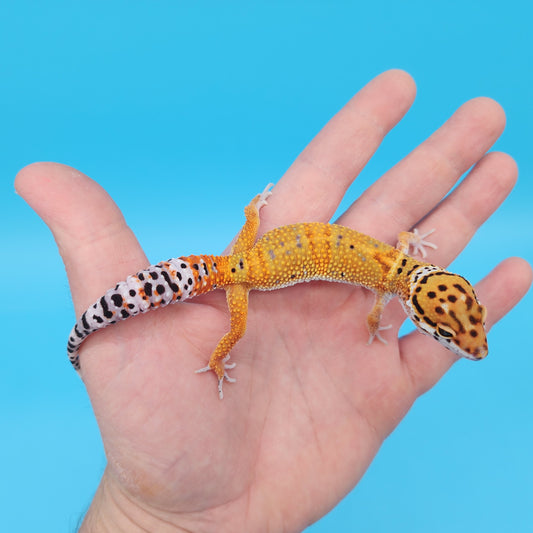 Male Mandarin Tangerine Bold Cross Emerine Leopard Gecko