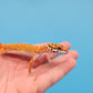 Male Mandarin Tangerine Bold Cross Emerine Leopard Gecko