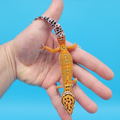 Male Mandarin Tangerine Bold Cross Emerine Leopard Gecko