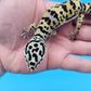 Male Afghanicus Bold Cross Hyper Xanthic Pos White & Yellow Leopard Gecko (Running Man Head Stamp)