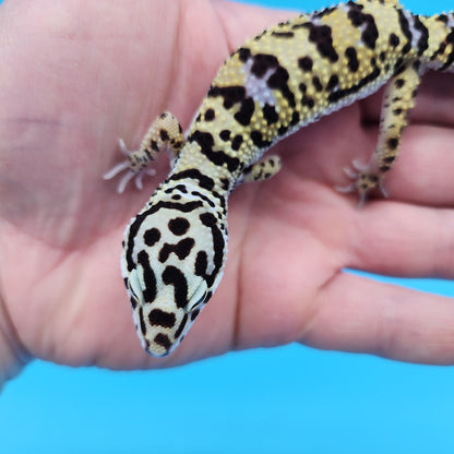 Male Afghanicus Bold Hyper Xanthic Bandit Leopard Gecko (Running Man Head Stamp)