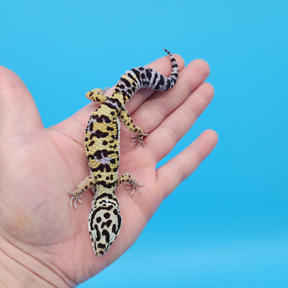 Male Afghanicus Bold Hyper Xanthic Bandit Leopard Gecko (Running Man Head Stamp)