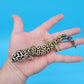 Male Afghanicus Bold Cross Leopard Gecko