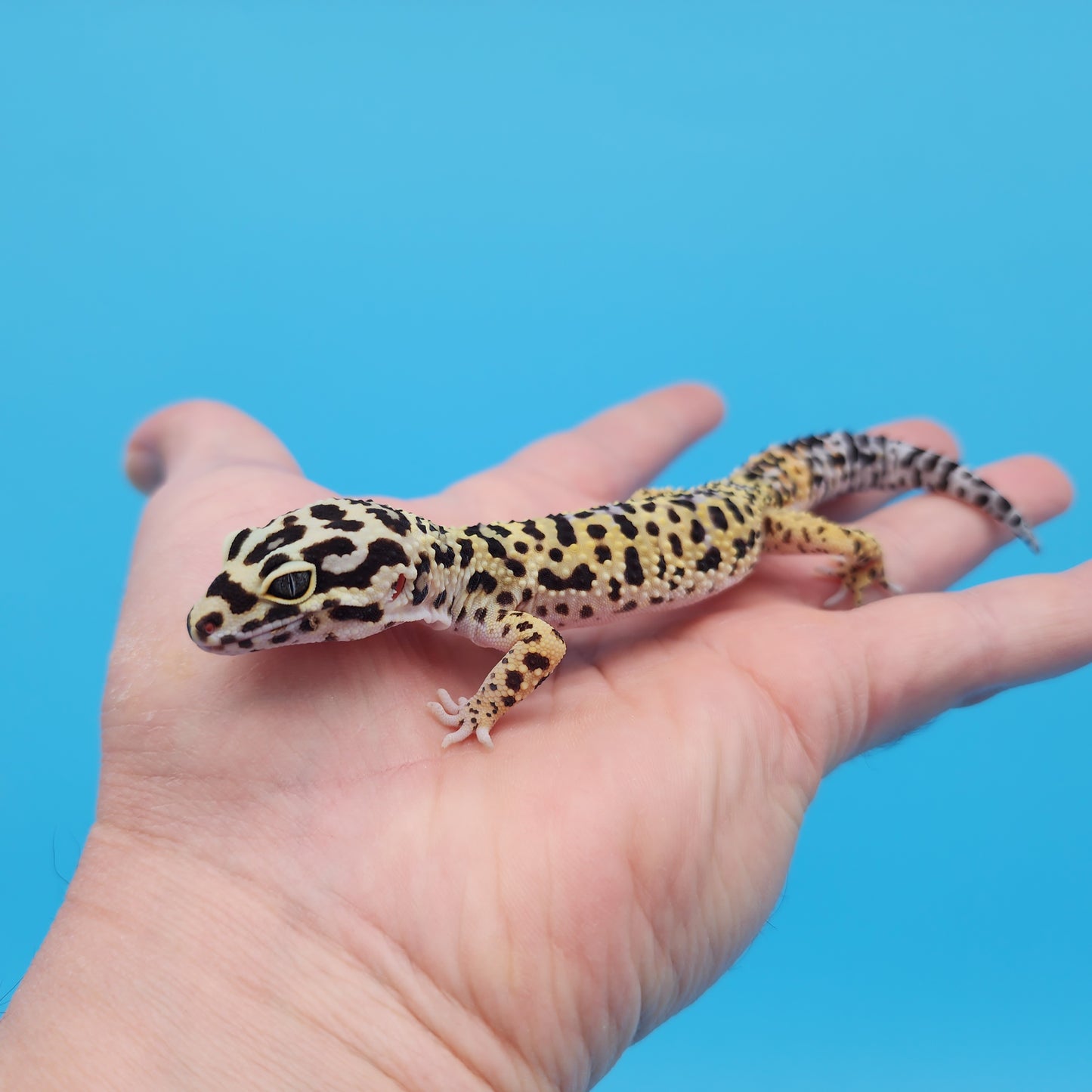 Male Afghanicus Bold Cross Leopard Gecko