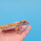 Male Inferno Tangerine Bold Cross Emerine Leopard Gecko